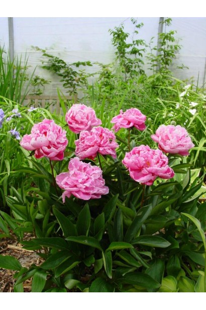 Півонія Олександр Флемінг: пишні рожеві квіти з ніжним ароматом.